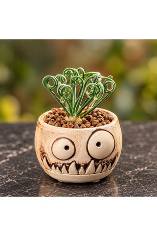 ATLANTE CACTUS Albuca Viscosa - Güney Afrika’dan minyatür soğanlı kıvrık yapraklı özel tür