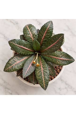 ATLANTE CACTUS Euphorbia Francoisi Hybrid - büyük boy