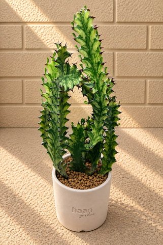 haan garden Euphorbia trigona 'Mint Cream' Kaktüs