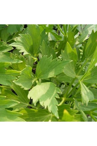 1001fidan Levisticum Officinale Selam Otu Fidesi 0-20 Cm