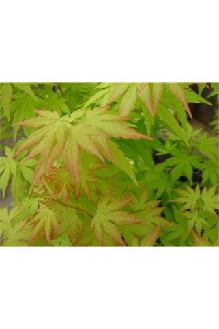 1001fidan Acer Palmatum Japon Akçaağaç Fidanı 60-80 Cm