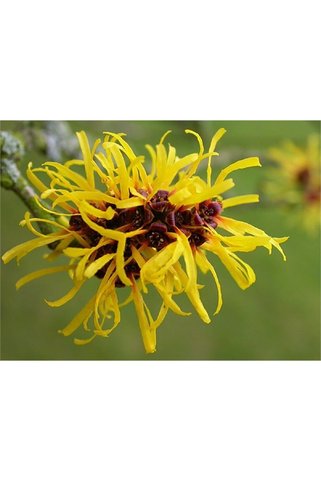 1001fidan Hamamelis Virginiana Sarı Hamamelis Cadı Fındığı Fidanı 10-30 Cm