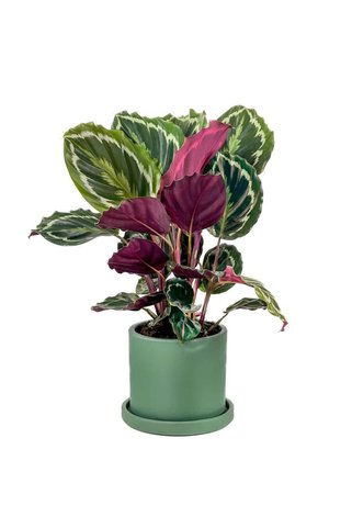 Fidanburada Kalatya-calathea Medallion-ithal Ruby Mint Yeşili Saksılı 30-40cm