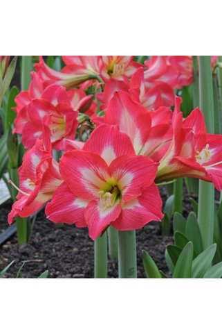 1001fidan Hippeastrum Amaryllis Soğanı (güzel Hatun Çiçeği Soğanı) Tres Belles Saksılı/0-40 Cm
