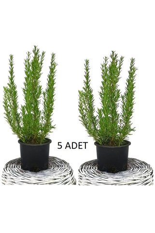 serada decor & plant 5 ADET Biberiye (Kuş Dili Otu) Set 5li 50 cm (Yemeklerde Kullanılabilir Biberiye)