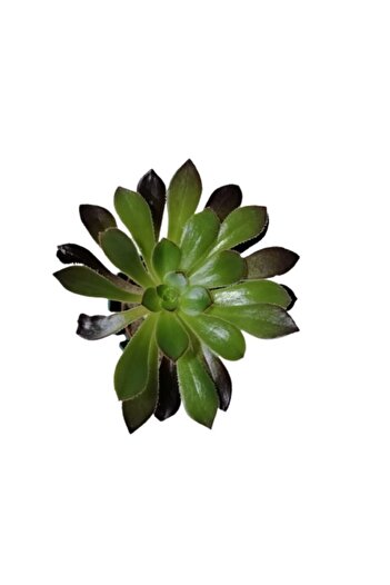 serada decor & plant Aeonium Arboreum Var. Atropurpureum Sukulent Bitki