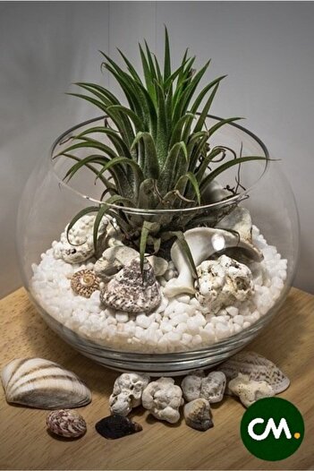 HB BOTANIC Cmnatural White Dolomite Stone - 500 Gr, 1-2 Cm, Decorative Vase, for Aquarium and Terrarium