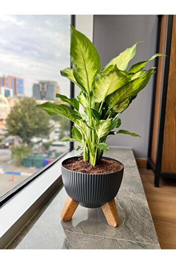 Elif Nostalji Ayaklı Saksı: 19 cm (2,8 Litre)