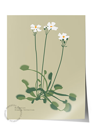 Postifull Estetik Duvar Posteri - Botanik Çizim Çerçevesiz Poster - Yatak Odası, Salon, Mutfak Duvar Dekoru