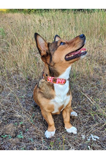 UTDpet Corgi Dog Dispatch Strap Set - Neck Collar and Walker, Scarf Gift