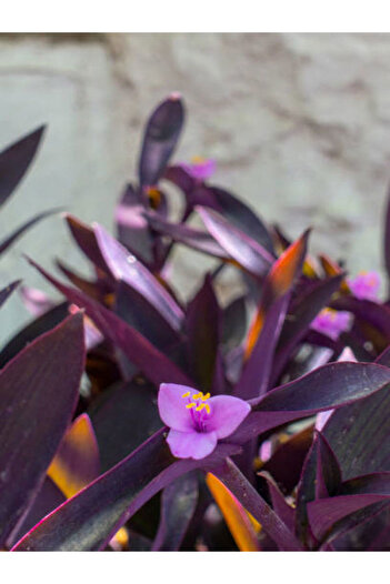 serada decor & plant Videolu Mor Telgraf Çiçeği (10 30 CM)1 Adet Saksılı Iç Mekan Bitkisi Tradescantia