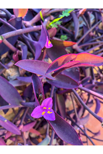 serada decor & plant Videolu Mor Telgraf Çiçeği (10 30 CM)1 Adet Saksılı Iç Mekan Bitkisi Tradescantia