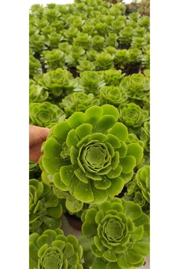Ravza Çiçekçilik Aeonium Arboreum ( Ağaç Formunda 2 Yıllık Bitki ) Sukulent 13 (CM SAKSIDA)