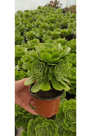 Ravza Çiçekçilik Aeonium Arboreum ( Ağaç Formunda 2 Yıllık Bitki ) Sukulent 13 (CM SAKSIDA)