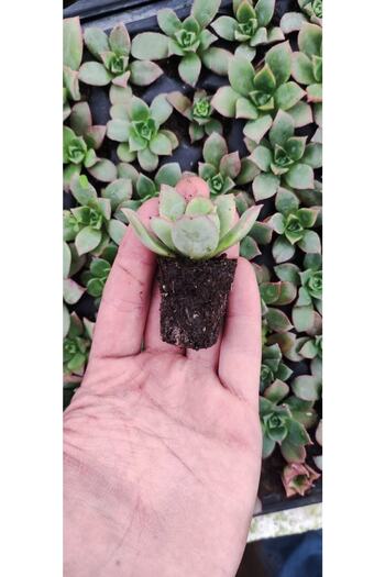 Ravza Çiçekçilik Aeonium Howartii Fidesi Yaprakları Renkli Sukulent