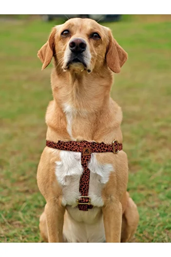 UTDpet Leopard Patterned Dog Chest Collar and Travel Set