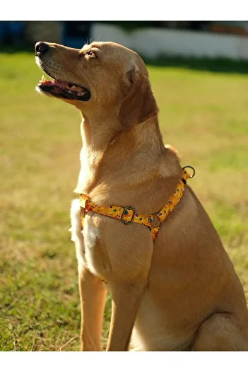 UTDpet Yellowdoggy Dog Collar and Travel Dispatch Strap Set