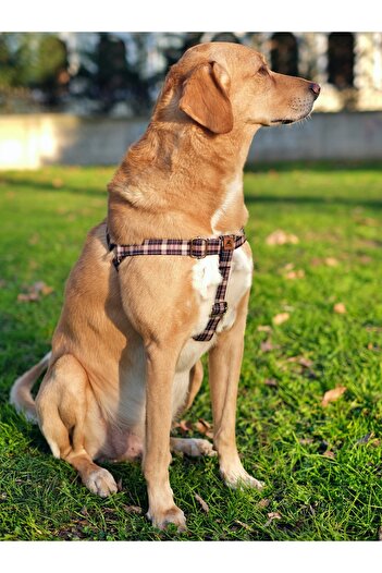 UTDpet Classy Dog Collar and Travel Dispatch Strap Set