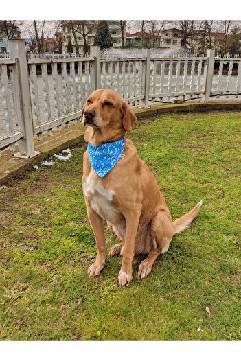 UTDpet Waves Dog Collar with Scarf