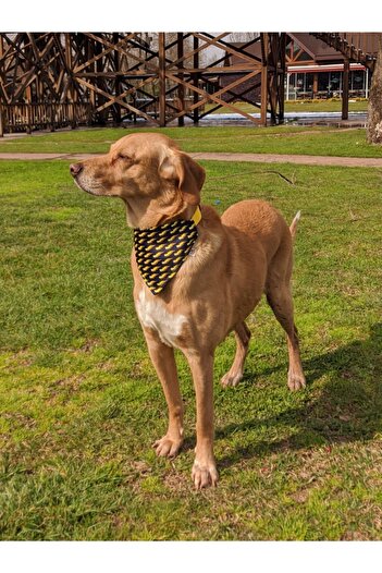UTDpet Zeus Dog Collar with Scarf