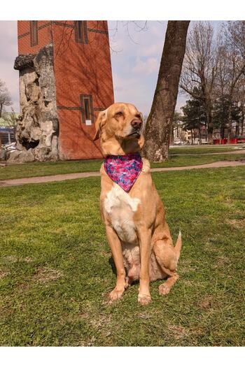 UTDpet Lilac Scarf Dog Collar