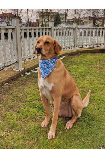 UTDpet Bluedoggy Dog Collar with Scarf