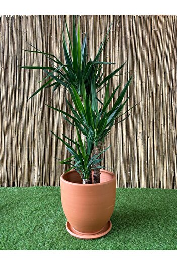 odka Terracotta Çömlek Saksı Tabaklı Klasik Orta Boy 20 Litre Ölçü: Yükseklik 30cm Çap 32cm
