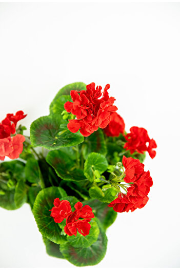 MK Artificial Gum Geranium