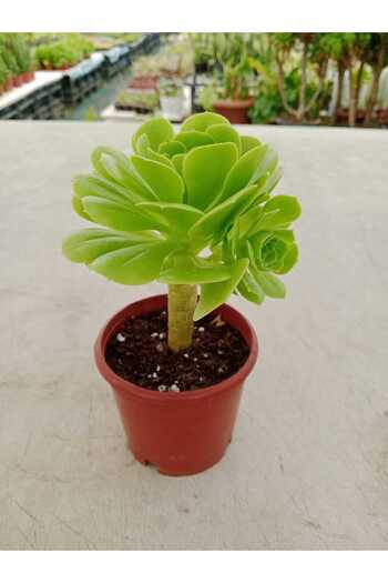 Ravza Çiçekçilik Aeonium Arboreum ( 8,5 Cm )