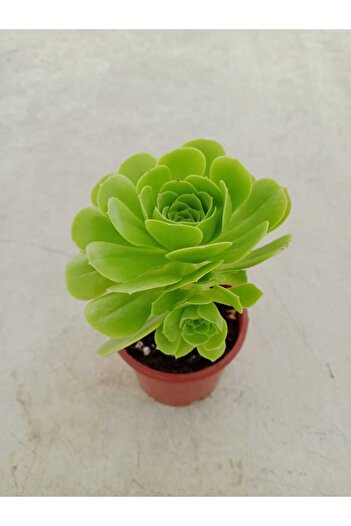 Ravza Çiçekçilik Aeonium Arboreum ( 8,5 Cm )