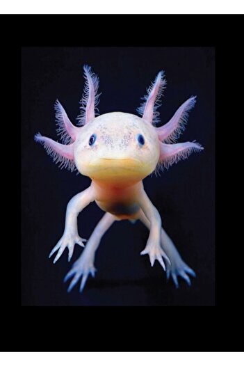 Jeronkarji Axolotl Meksikalı Yürüyen Balık Sevimli Amfibi Axolotl Tablo Ahşap Poster Dekoratif