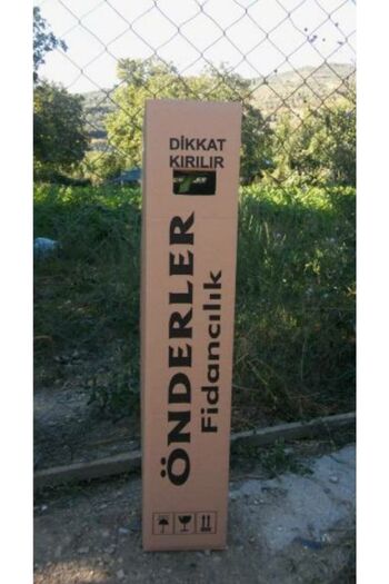 Önderler Bursa Kara Incir Fidanı 2 Yaşında