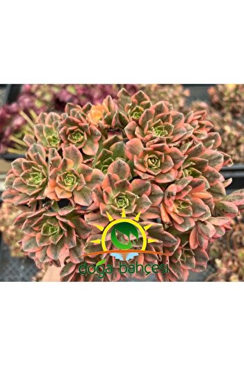 DOĞA BAHÇESİ Aeonium Sweet Tea Variegated (Uzak Doğu İthal) Nadir ve Koleksiyonluk Tür Sukulent 8.5cm Saksılı