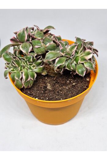 DOĞA BAHÇESİ Aeonium Sunbrust Cristata Nadir Ve Koleksiyonluk Tür Sukulent 8.5cm Saksılı