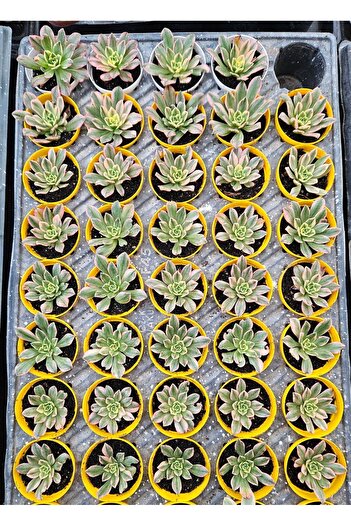 DOĞA BAHÇESİ Aeonium Sweet Tea Variegated (Uzak Doğu İthal) Nadir ve Koleksiyonluk Tür Sukulent 5.5cm Saksılı