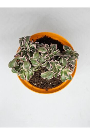 DOĞA BAHÇESİ Aeonium Sunbrust Cristata Nadir Ve Koleksiyonluk Tür Sukulent 8.5cm Saksılı