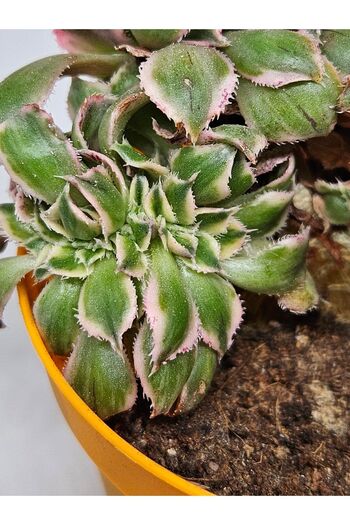 DOĞA BAHÇESİ Aeonium Sunbrust Cristata Nadir Ve Koleksiyonluk Tür Sukulent 8.5cm Saksılı