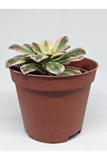 DOĞA BAHÇESİ Aeonium Sweet Tea Variegated (Uzak Doğu İthal) Nadir ve Koleksiyonluk Tür Sukulent 8.5cm Saksılı