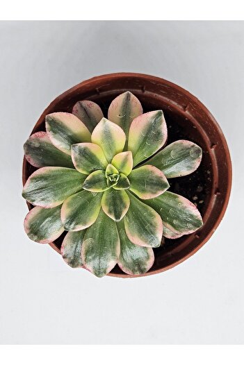 DOĞA BAHÇESİ Aeonium Sweet Tea Variegated (Uzak Doğu İthal) Nadir ve Koleksiyonluk Tür Sukulent 8.5cm Saksılı