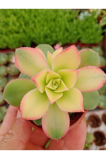 Ravza Çiçekçilik Aeonium Kiwi ( 5,5 Cm Saksıda Yaprakları Renkli Cins Sukulent )