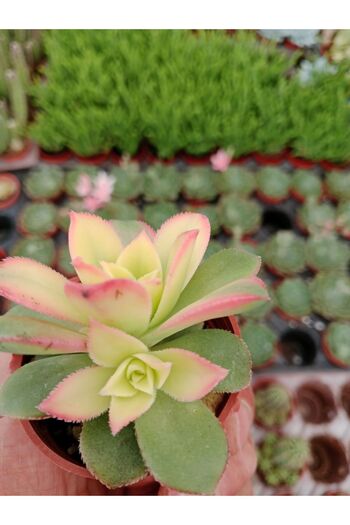 Ravza Çiçekçilik Aeonium Kiwi ( 5,5 Cm Saksıda Yaprakları Renkli Cins Sukulent )