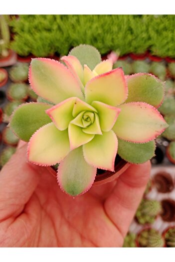 Ravza Çiçekçilik Aeonium Kiwi ( 5,5 Cm Saksıda Yaprakları Renkli Cins Sukulent )