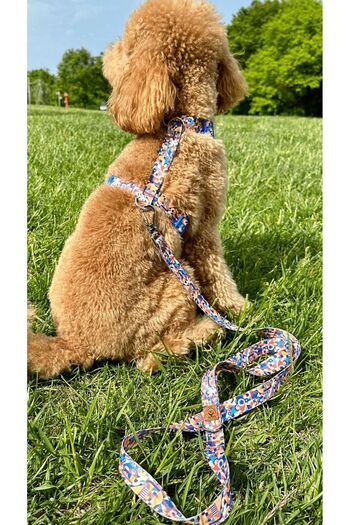 JesPawty Colorful Patterned Travel Collar Extra Safety Lockable System