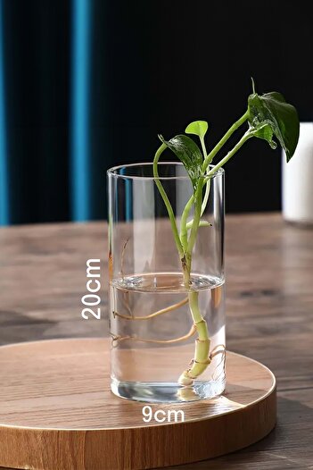 Jenisa Transparent Glass Cylinder Vase - Flower Arrangement Modern Organization Stylish Design 9X20 cm