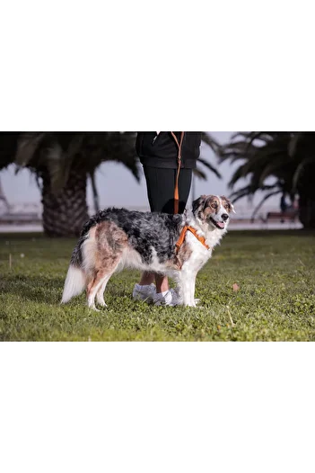 GoPawGo Harlowe Charm Dog Chest Collar Set