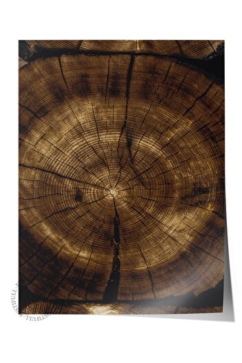 Postifull Rustic Unframed Poster, Scandinavian Brown Painting, No:39 Tree Cross Section 1 Photo, Vertical