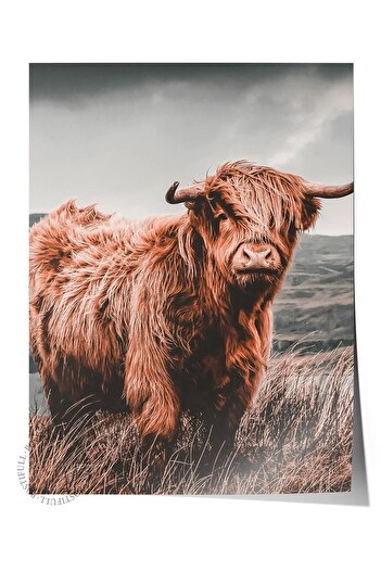 Postifull Rustic Unframed Poster, Scandinavian Brown Painting, No:101 Highland Cattle Photo, Vertical