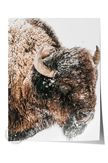 Postifull Rustic Unframed Poster, Scandinavian Brown Painting, No:117 Bison Close-Up Photo, Vertical