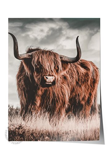 Postifull Rustic Unframed Poster, Scandinavian Brown Painting, No:108 Highland Cattle Photo, Vertical