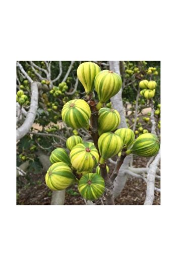 doğaşık Sarı Ve Yeşil Çizgili Soğuğa Dayanıklı Incir Fidanı [tiger Fig ] 1-2 Yaş Saksılı 20-30 Cm